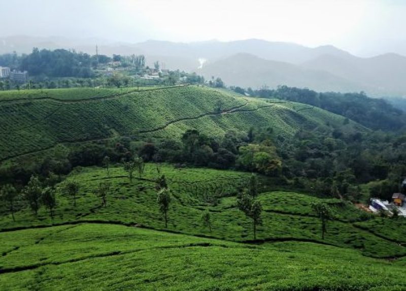 tea-plantation-munnar-india-3978403-qo5mk7kq3h911pk3msynejx1saskn2ibkx0z6qqs30